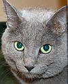  Animals - Dogs, Cats - 